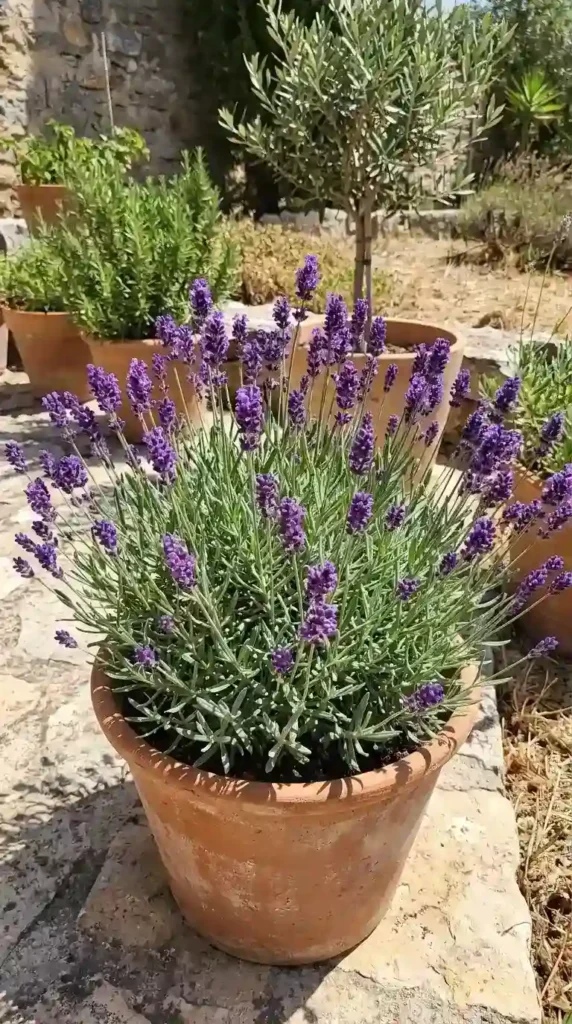 lavender